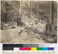 Redwood Region. Three tractors moving a yarding donkey engine at Holmes Eureka Lumber Company's Boy Scout Camp operation. 7-8-36. E.F