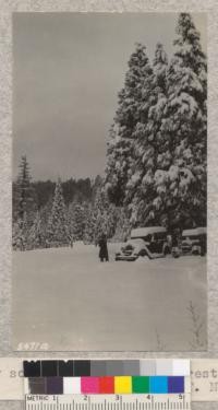 Snow scene - Whitaker's Forest. W. Metcalf. November 15, 1931