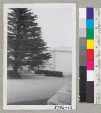 Mr. and Mrs. Wakelin McNeel and Monterey cypress tree. Golden Gate Park. August 1951. Metcalf