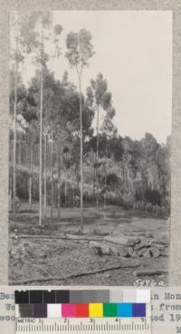 The Ben Johnson blue-gum grove in Monterey County near Watsonville showing sprouts from area cut for firewood in fall of 1931. Planted 1910. August 1932. Metcalf