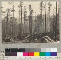 Redwood. Selective logging. Land no. 5. Pacific Lumber Company. Showing residual trees and debris. Logging completed. 4-8-39. E. F