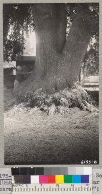 Trunk of the "Laurel of San Marcos" (Umbellularia californica) near Santa Babara. Diameter at breast height 70"; 18.3' circumference; height 96'; crown spread 100' both directions. 1937. Metcalf