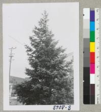 A white fir--Abies concolor--in the farm yard at 2534 Stony Point Avenue, Santa Rosa, Sonoma County. Moved here in 1950 or '51 from a yard at Forestville. Now 33 - 35 years old. Damaged by falling eucalyptus. March 1955