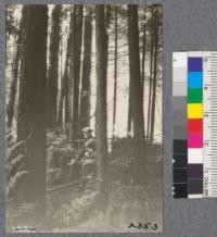 Secondgrowth Redwood Yield Study. Eureka Park - plot #2 (?). Oct. 1922