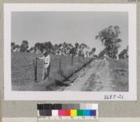 Max Cory and Eucalyptus post on Whiting Ranch, El Toro, cut in summer 1941. Treated by but cold soaking with penta and set in fence winter 1941. Very good condition. Metcalf. March 1953
