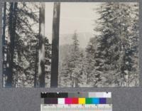 Spanish Peak from the Bear Creek road, Sugar Pine in foreground