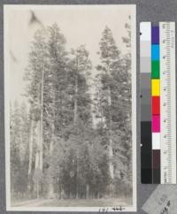 Grouped reproduction in pure Yellow Pine type at edge of clearing along the little Schneider Creek. Grazed. August 1917