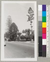 Three different species of the southern hemisphere conifer, genus Araucaria, in the 300 block, Montecito St., Santa Barbara. From left to right they are Araucaria excelsa, Araucaria bidwillii and Araucaria cookii. The middle one was removed the day after this picture was taken as the owner did not like the way it produced the large and heavy cones. Van Rensselaer says that the tufted foliage of the Araucaria cookii is typical of this species. Metcalf