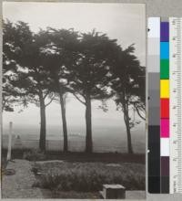 Monterey Cypress, about 30 years old. Table Bluff Lighthouse Station. Humboldt County, California. View south over mouth of Eel River. 9/8/40. E.F