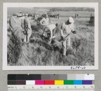 Planting crew of EBMUD [East Bay Municipal Utility District] planting Monterey pines in older planting of Incense cedars. San Pablo Watershed. Metcalf. Jan. 1953