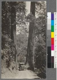 Two types of the Redwood monarchs. Bridgeville - Fortuna highway