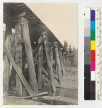 Redwood region. Bridge over Ten-Mile River in Mendocino County. Piling, 2 years old, still sprouting. July 21, 1936. E.F