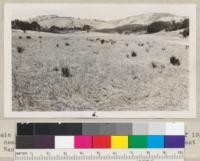 Grain stubble on an area rolled down and burned fall of 1929 near King City, Monterey County. H. H. Phelps, Forest Ranger. 1930. Produced a good grain crop in 1930