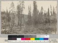 Showing white fir seed trees; looking south from reproduction plot on 1922 cut-over lands of Madera Sugar Pine Company. There are seed trees within 100-200 yards in all directions except to north. Schumacher, 1925