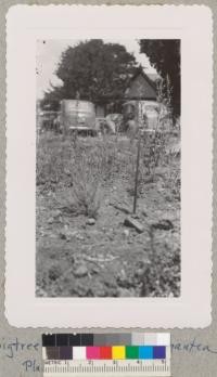 Burnside Garden in Santa Rosa Aug. 1, 1950. Trees planted spring 1950 from stock from East Bay Municipal Utility District Nursery and given excellent care and irrigation. Sequia gigantea - from flat. Metcalf