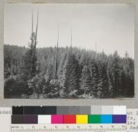 Redwood. Trees killed by girdling about 1890 by settlers. Opposite Stegemeyer Bluffs, near Phillipsville, Humboldt County, 5 miles south of Miranda, California. Looking from Redwood Highway across Eel River. Note young trees. Dead trees are intact, except for branches. Trunks are well punctured with woodpecker holes. 9/7/40. E.F