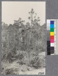 Bishop Pine, Beach Pine and Gowen Cypress on the "Mendocino White Plains," south of Big River on highway between Mendocino City and Comptche. The Bishop Pine affected by peridemium galls. August 1921