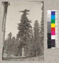 Sugar pine reported to be 9'4" in diameter, Caldor Company. May 1923