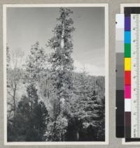 Old sequoia. Incense cedar, white fir - west side of Whitaker's Forest - Spring 1944