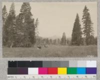 Mount Lassen from the meadow at Lee's Camp about 6000 feet elevation. Distance by trail to the peak is about seven miles