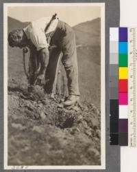 Strawberry Canyon, Spring 1917. Tree planting in the Berkeley Hills by the Department of Landscape Gardening. Unwrapping burlap from ball of earth around roots