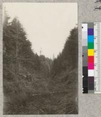 Second growth redwood and Douglas fir 30 years old, on Bear Gulch, Ryan's Slough, scene of much published U.S.F.S. "forest devastation" picture