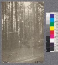 Secondgrowth Redwood Yield Study. Arcata - plot #4. A 40 year old stand of redwood - 67 M.B.M. per acre. D. Bruce - Oct. 1922