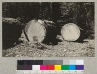 A 5' Yellowpine near Camp Califorest killed in 1924 by turpentine beetle and felled in 1926 for firewood. Notice the ring of blued sap; also the decay in the northwest quarter of the butt log. 1926