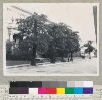 Redwood (S. sempervirens) street trees, corner of Piedmont & Garber Sts., Berkeley. Emerson School. Topped Feb. or Mar. 1944. After an earlier topping in 1938. (See photos #6682-3.) In 1943, new top had been formed of multiple sprouts on all trees--probably 10' high or more. 3-6-44, E.F