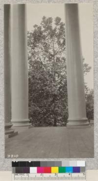 The stately gray pillars are an outstanding feature of the Virginia State Capitol. A fine sycamore is silhouetted between them