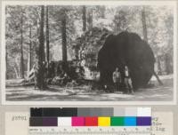 Calaveras Grove. In the picture Rodney Ellsworth (left) and Bishop (Park Custodian) to the right. In front of butt log of the "Big Tree" cut in early 1850's. Oct 7. 1934. E.F