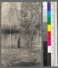 Humphrey Pilkington of Santa Cruz in the 1911 planting of blue gums. Grove of the Forestry Corporation, near Chittenden, April, 1918