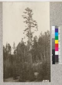 A mature Sugar Pine and grouped young growth of California Red Fir near Crane Flat, Yosemite National Park, 7200 ft. elevation. Metcalf, 1925