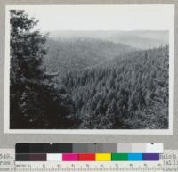 Redwood Region. Looking down Graham Gulch from Kneeland Prairie Road, Humboldt County, California. Camera set for 1/25" and 16 opening. Logged about 1880. Graham Gulch joins Freshwater Creek in distance. See also #7350. 2/23/46. E. F