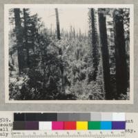 Redwood reproduction. Looking on a slant (south west) from Redwood Highway over Hobbs, Wall & Company. 1932 clear cutting. Del Norte County. July 9, 1951. E.F