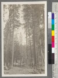 Sample plot areas illustrating different cutting methods. Plot #7 in above area. 30% of original volume remains. Mitchell, Blair, and Geary. Met. Massack Sale, Plumas National Forest, California