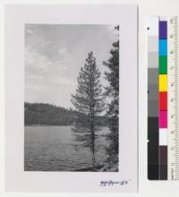 A lodgepole pine, Pinus contorta, at the edge of Soda Lake near Norden, California. Metcalf. July 1952