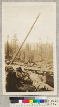 Raising a high pole. Pacific Lumber Company, Freshwater, California. Stamm- 1923