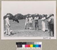 Farm Advisor Max Cory conducts a demonstration on irrigated pastures - Orange County. June 1953. Metcalf