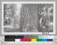 One of the largest planted Monterey pines in California is on the Judge Denny place at Sonoma. It is 65 to 70 years old and 57 inches diameter at breast height. Farm Advisor Henry Weinland. June 1946