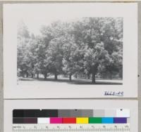 Row of Magnolia grandiflora trees, Capitol Park, Sacramento