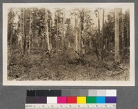 A view of a typical logging slashing left after logging with horses and skid road. It does not pay such an outfit to take out the smaller stuff. Note the height of the stump on which the man is sitting. It is really a crime to let the little fellows log when they have to leave such a mess. From the fire protection standpoint, however, this is less dangerous than the slashing of a large operator would be. The hemlock gives a certain amount of shade and the area rapidly recovers itself with brush and the young hemlock , making it safer every year. This is now about five years old. Slashing borders south side of timber berth "W", Coast Range of British Columbia, 26 miles east of Vancouver