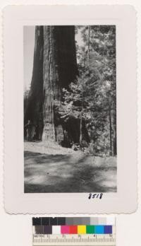 One of the very large Sequoia gigantea trees beside the road in Whitaker's Forest. Earl O'Roke of University of Michigan stands beside the big fir scar on the upper side of the tree. April 1950. W. Metcalf