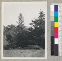 Redwood Region. A planted tree, 15 years old. Hearst estate. San Carpoforo Creek, near Monterey County line. 18" diam. 40' high. Very thrifty. Basal sprouts. 11/8/44 E. F