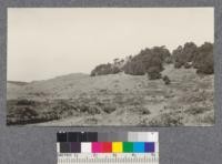 Bishop Pines encroaching slightly on the grassland on top of Mount Vision ridge. Their extension here controlled by the wind. Point Reyes Peninsula September 1921