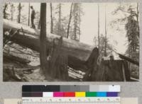 Bucking a tree with a gasoline saw. July 1928, E.F