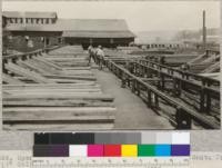 Open sorting table. San Vicente Lumber Company, Santa Cruz, California. June, 1921. E. F