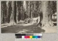 Cabin in the Wawona Grove of Big Trees. Mar., 1925. A. Hall