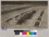 Test beds to show influence of zinc sulfate on weeds. Foreground Yellow Pine second year; background Western White Pine first year; center untreated