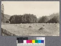 Farming in the redwood region. A small bottom land flat near Camp 1, Ten Mile River, Mendocino County. Dense growth of alder and laurel along creek banks. August, 1922